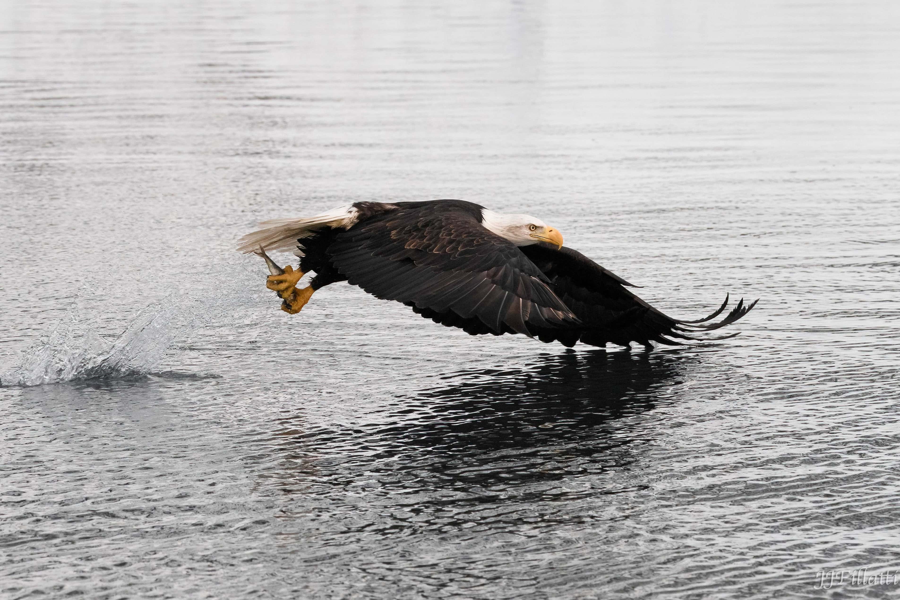 bird of homer alaska image 6